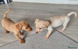 Labrador Retriever dogs for sale: Top quality KC registered labrador pups  - Image 1