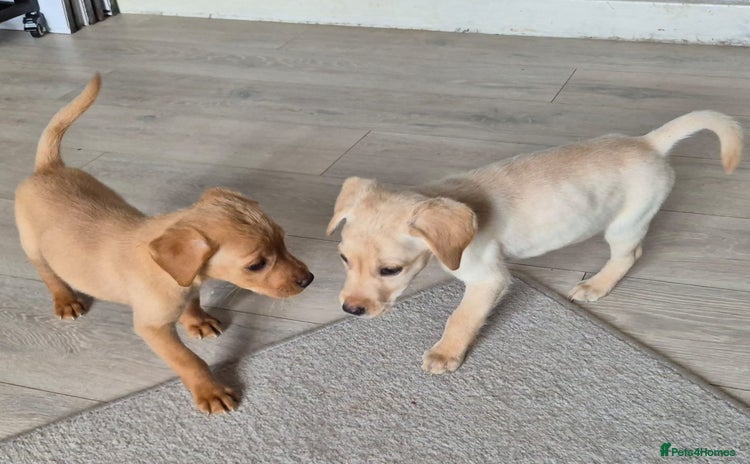 Labrador Retriever dogs - Advert 6