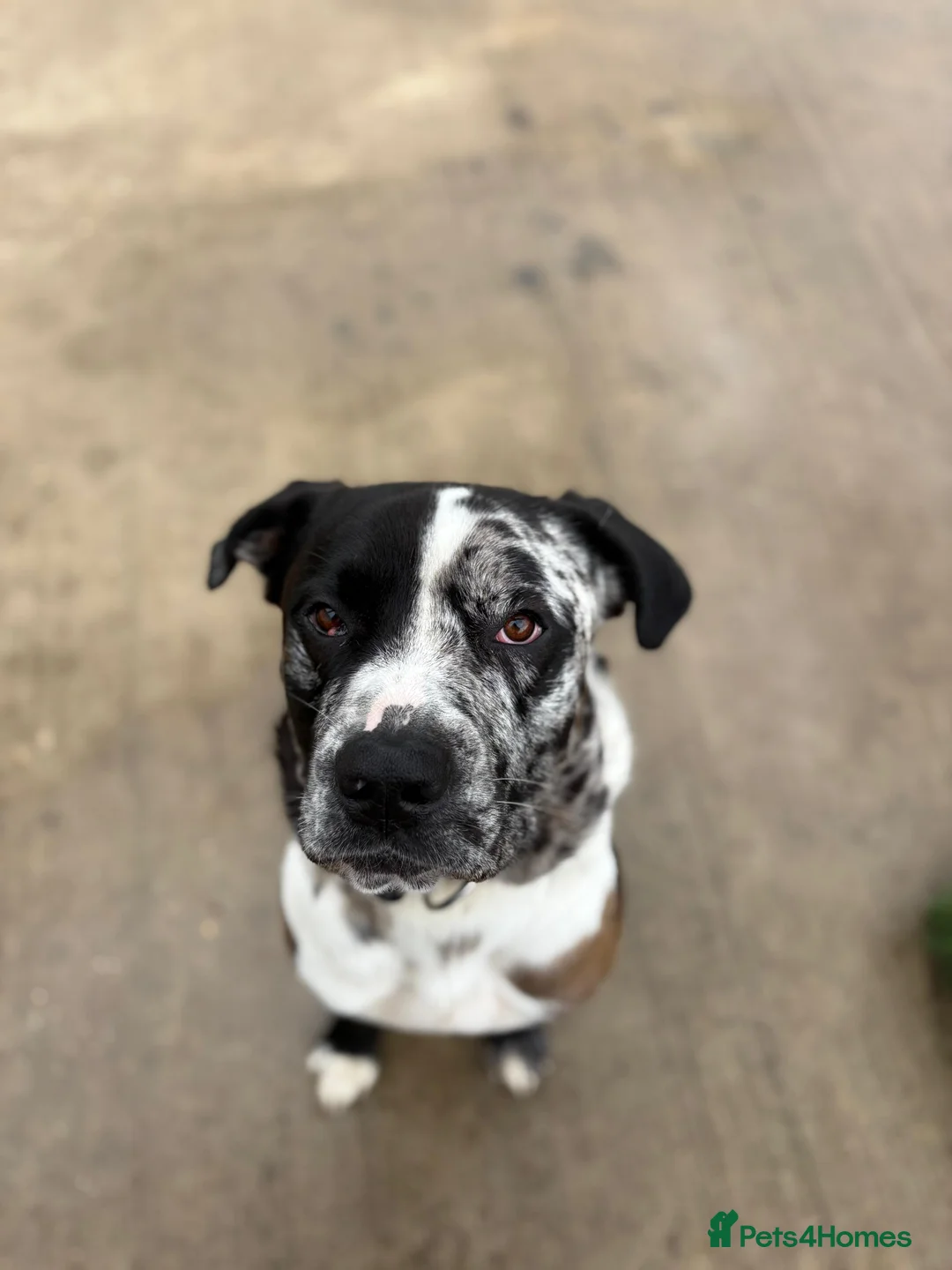 Mixed Breed dogs for sale: Stunning litter of 7 Presa Canario X Bandog - Advert 3