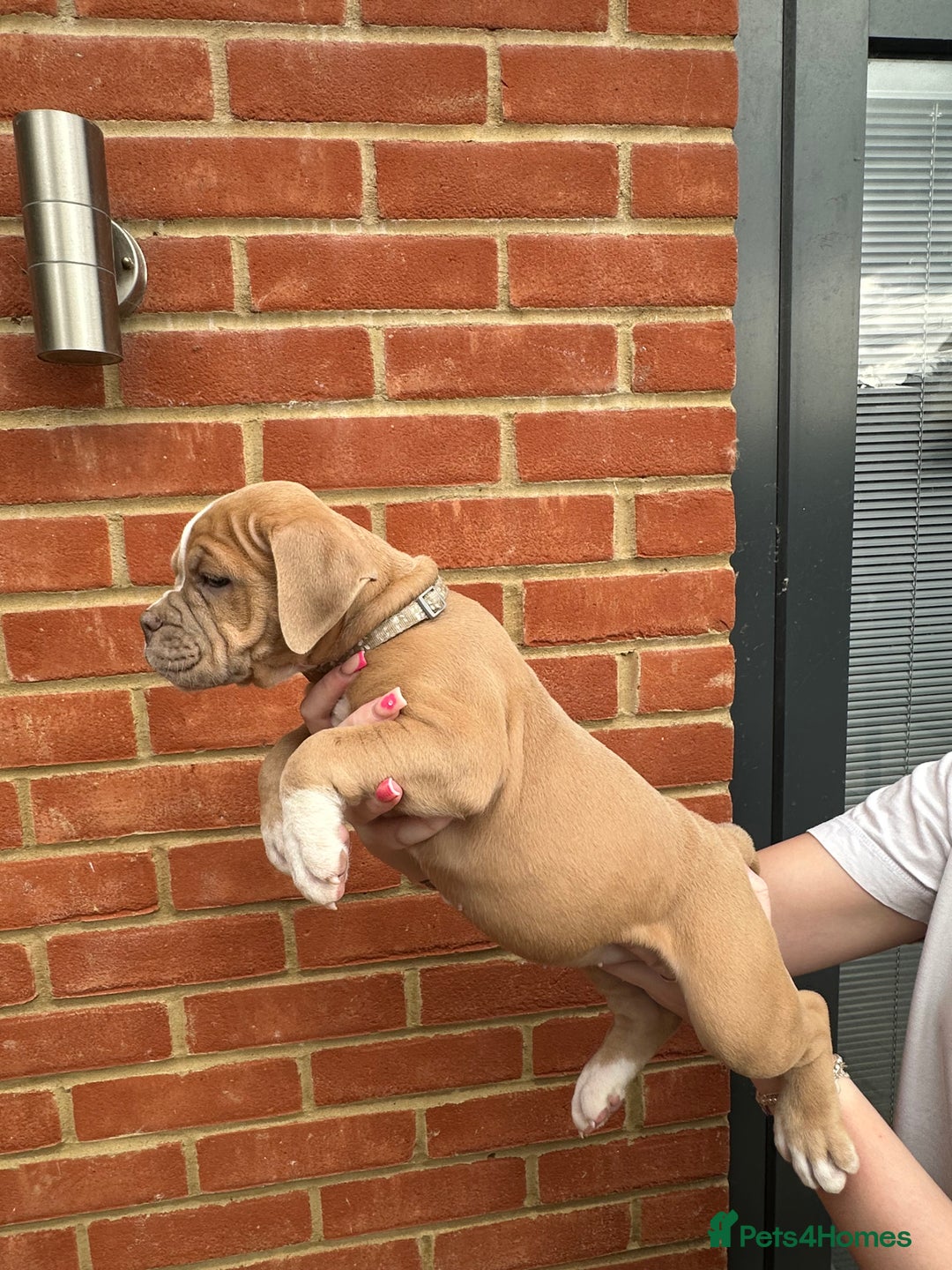 Olde English Bulldogge dogs for sale: OLDE ENGLISH BULLDOGGE PUPPIES in Epping - Image 9