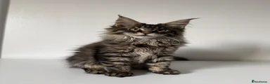 Black Tabby Girl