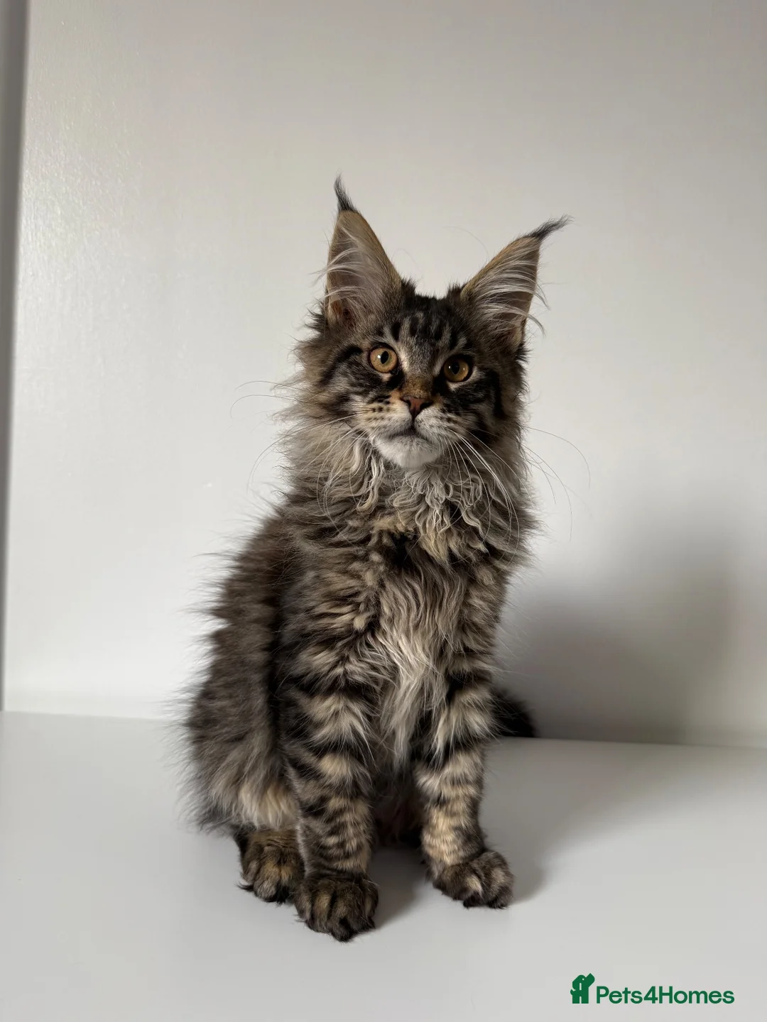 Maine Coon cats for sale: XL Russian Cubs 💚 - Advert 2