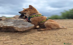Japanese Shiba Inu dogs for sale: Japanese Shiba Inu  - Image 2