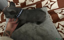 French Bulldog dogs for sale: French bulldog pups  - Image 6