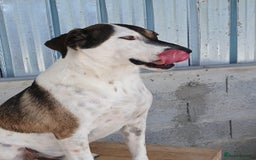 Mixed Breed dogs for adoption: Tuxedo, approx 3 yrs old. Available for adoption. - Image 3