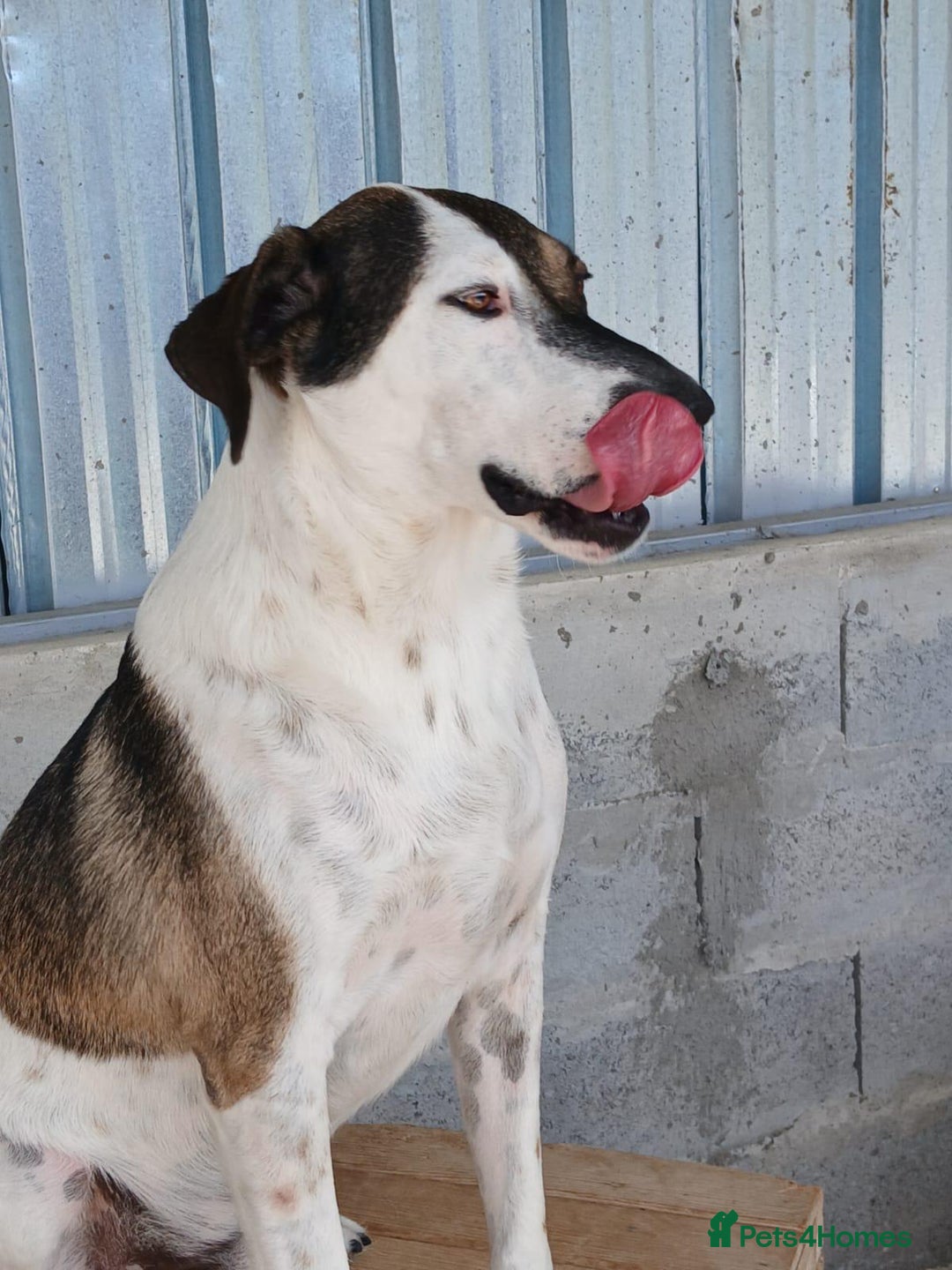 Mixed Breed dogs for adoption: Tuxedo, approx 3 yrs old. Available for adoption. - Image 3