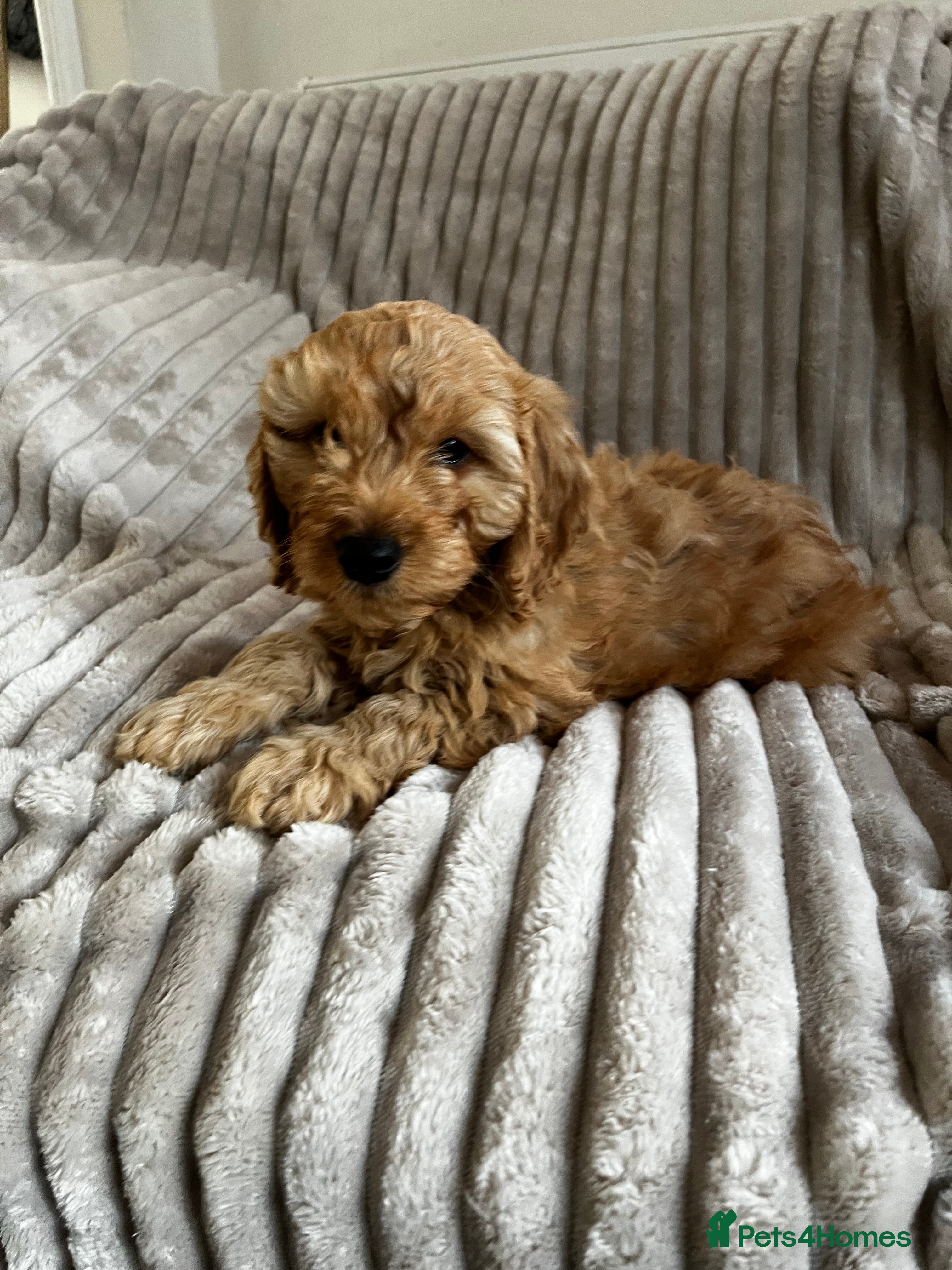 Cockapoo dogs Beautiful Red & Apricot F1B Cockapoo puppies  - Advert 1