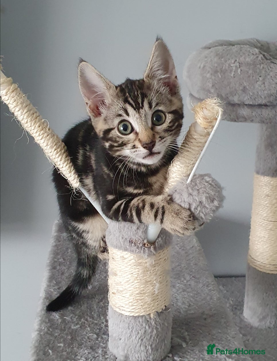 Bengal cats LIVELY FUN BENGAL MIXED TABBY GIRL! - Advert 10