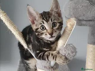 Bengal cats LIVELY FUN BENGAL MIXED TABBY GIRL! - Advert 10