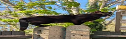 Bengal cats for sale: Mixed breed Bengal kittens  in Edenbridge - Advert 13