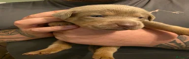 Mixed Breed 1