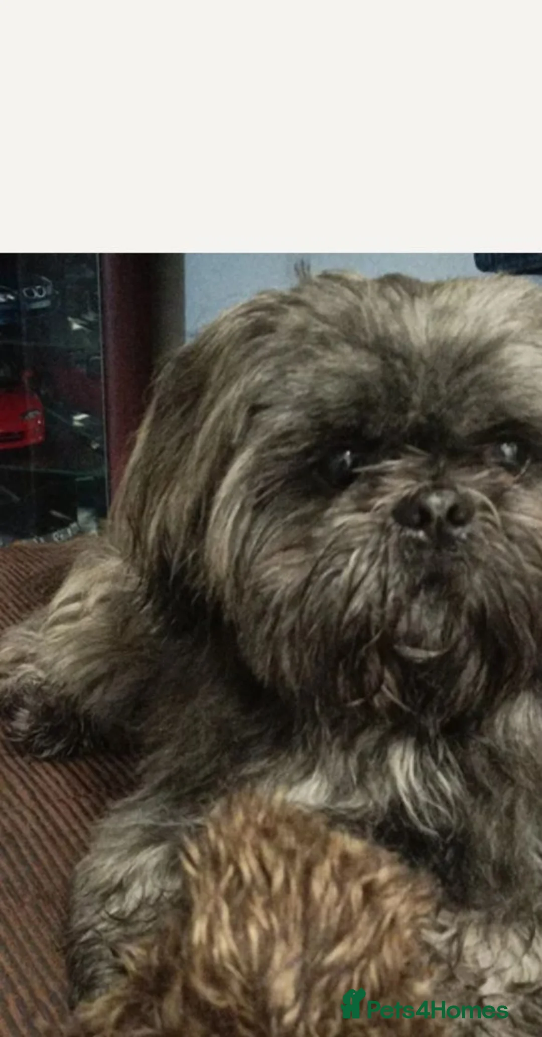 Shih Tzu dogs for sale: Shih tzu.    Two boys available  - Advert 2