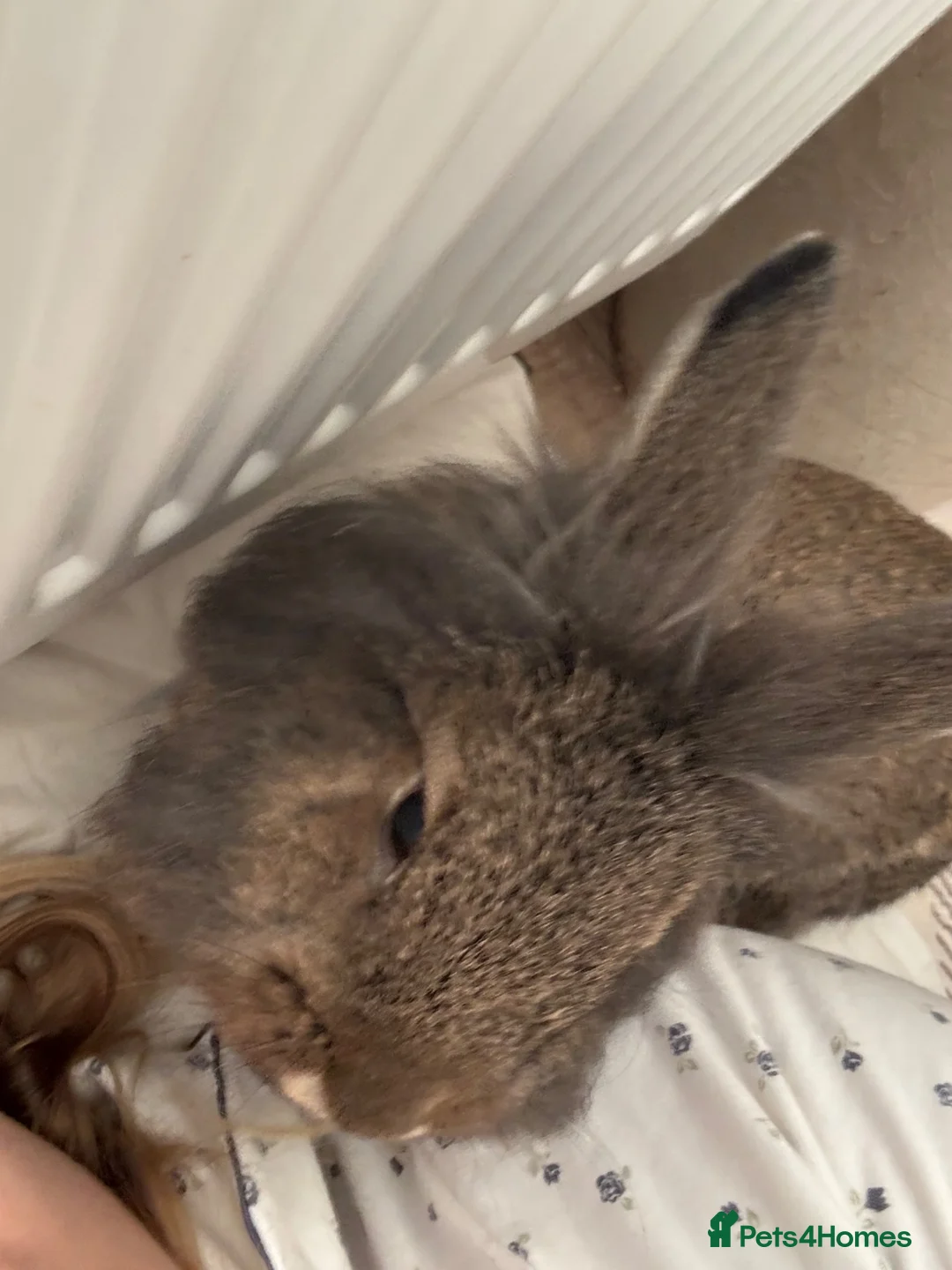 Lionhead rabbits for sale: Lion head bunny for REHOMING - Advert 5