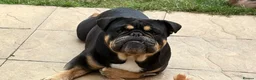 English Bulldog dogs for sale: Male English bulldog - Advert 3