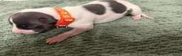 Whippet dogs for sale: litter of 8 pups 5x boys 3x bitches  - Advert 31