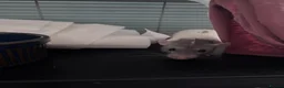 Rat rodents for sale: Two female rats and enclosure for sale  - Advert 6