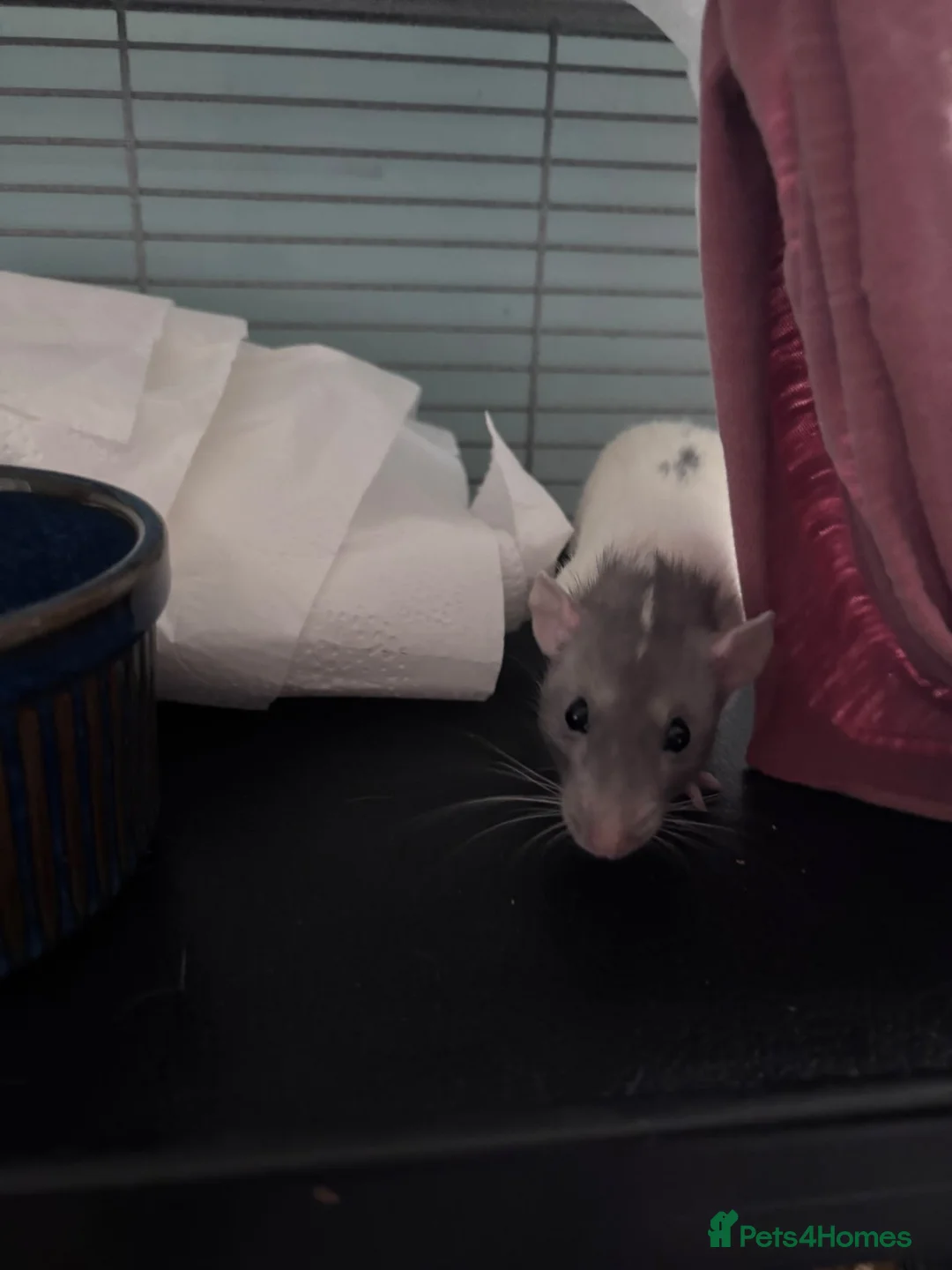 Rat rodents for sale: Two female rats and enclosure for sale  - Advert 6