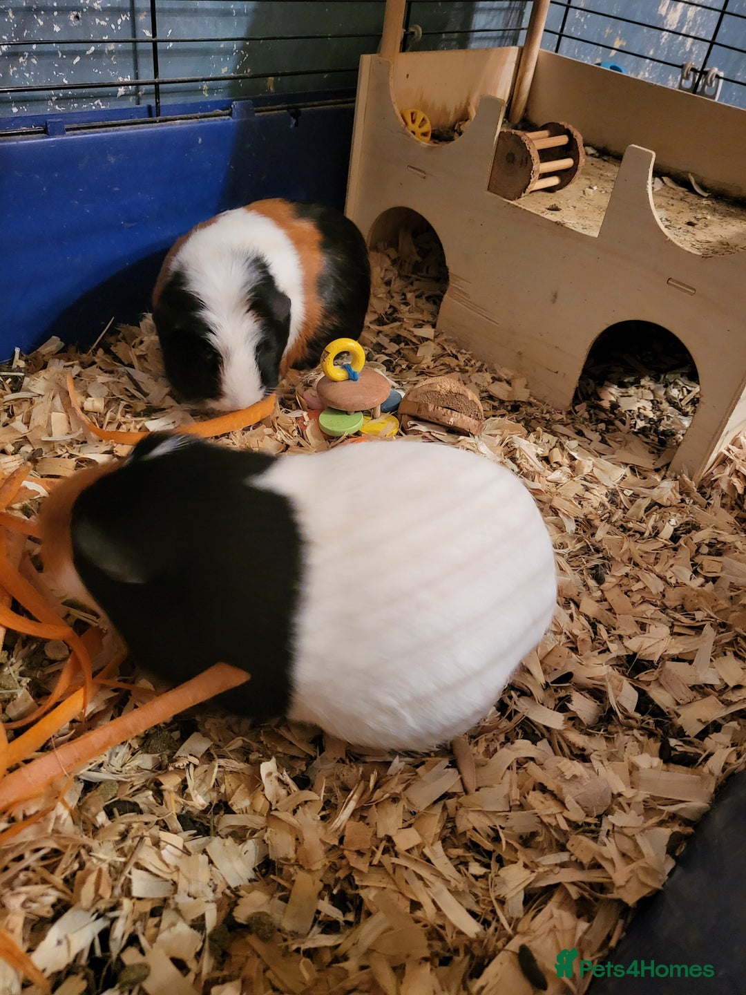 Guinea Pig rodents for sale: 2 female guinea pigs - Image 7