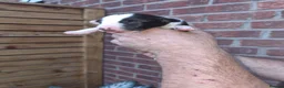 Mixed Breed dogs for sale: Bedlington Whippets in Abergavenny - Advert 18