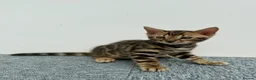 Bengal cats for sale: 🐾 Gorgeous Pure Breed Bengal Boy Kitten 🐾 - Advert 4
