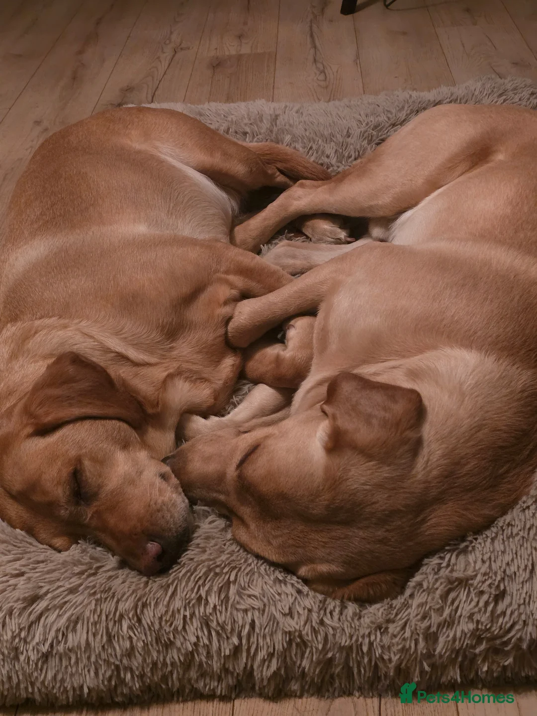 Labrador Retriever dogs for sale: KC registered male labrador to rehome - Advert 17