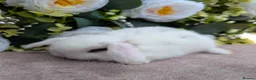 Mini Lop rabbits for sale: ❤️mini lop babies ❤️  - Advert 13