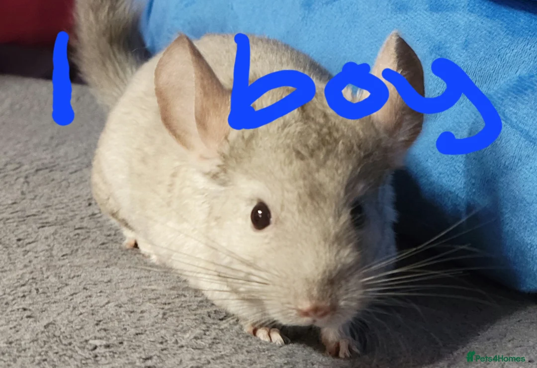 Chinchilla rodents for sale: Various baby chinchillas for sale - Advert 1