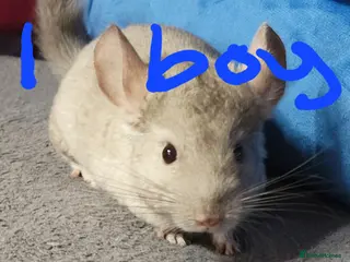 Chinchilla rodents Various baby chinchillas for sale - Advert 1