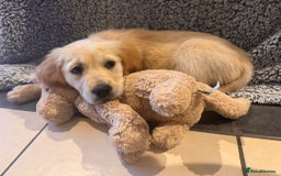 Golden Retriever dogs for sale: Fully vaccinated KC registered golden retriever  - Image 15