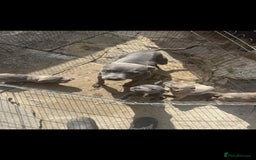 Staffordshire Bull Terrier dogs for sale: Staffordshire Bull Terrier Pups KC REGISTERED  - Image 13