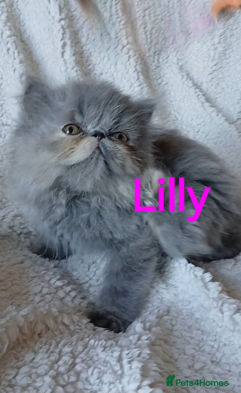 Exotic cats EXQUISITE GCCF PERSIAN EXOTIC BABIES - Advert 5