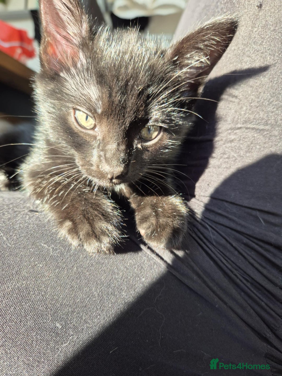 British Shorthair cats for sale: Male black kitten - Image 4