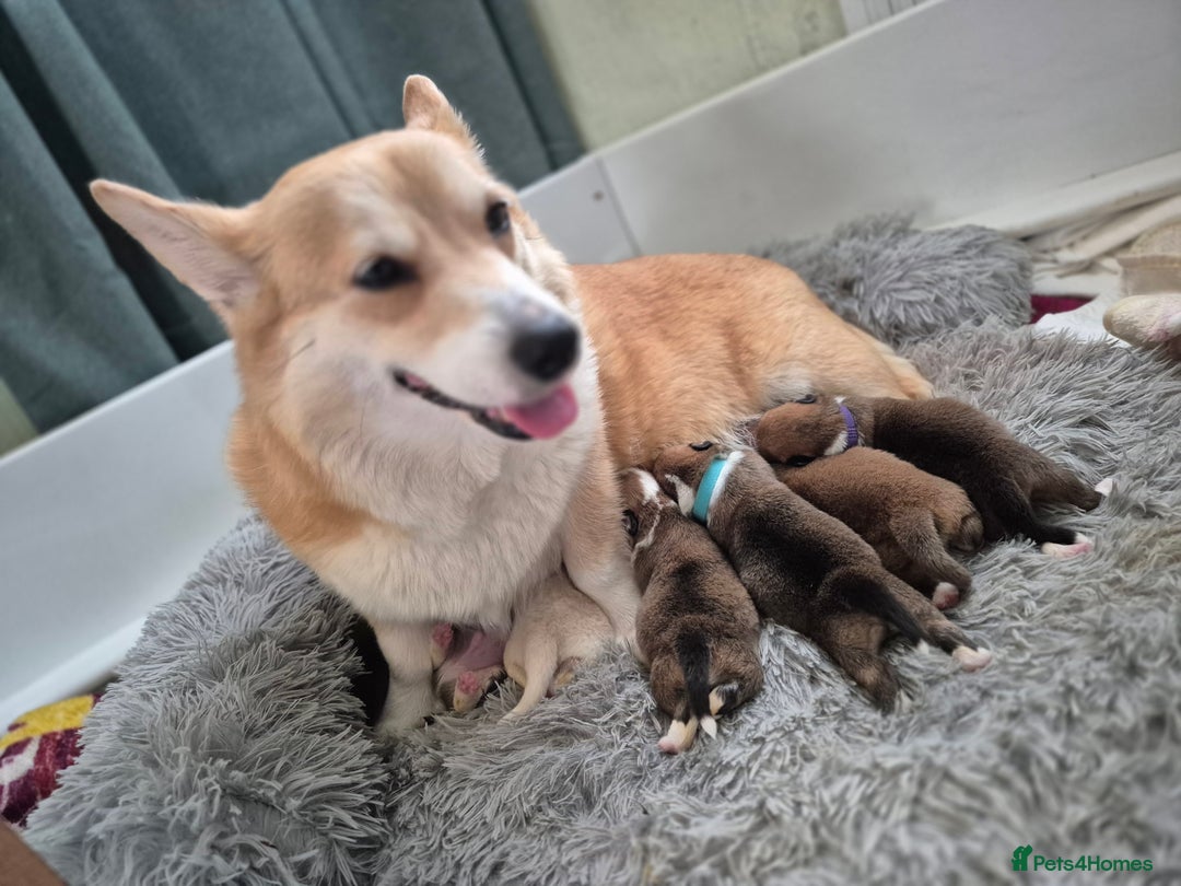 Welsh Corgi Pembroke dogs for sale: 8  Wales Pembroke Corgi puppy's - Advert 2