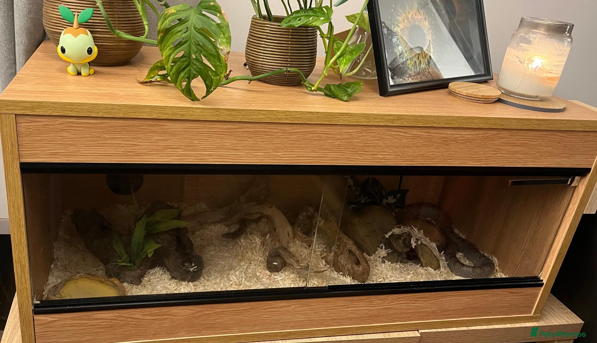 Corn Snake reptiles Beautiful Moon Grey Corn Snake and vivarium - Advert 1