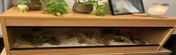 Corn Snake reptiles for sale: Beautiful Moon Grey Corn Snake and vivarium - Advert 1