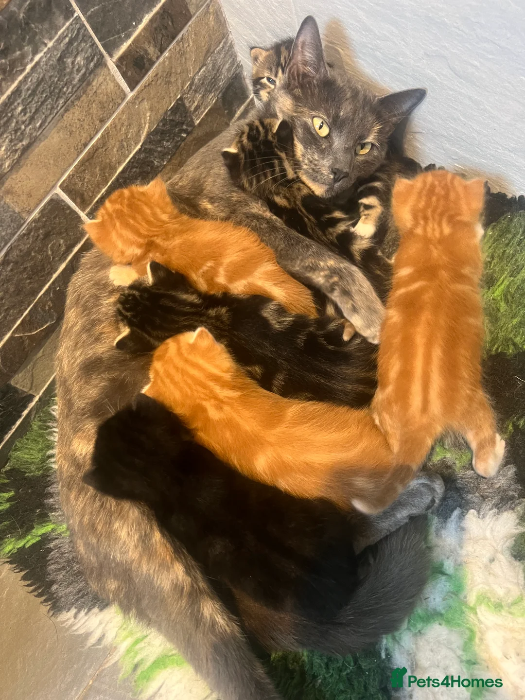 Mixed Breed cats for sale: READY TO RESERVE   in Southampton - Advert 3