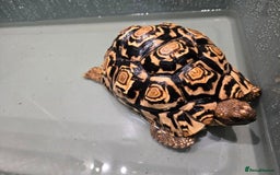 Tortoise reptiles for sale: Beautiful leopard tortoise for sale - Image 2