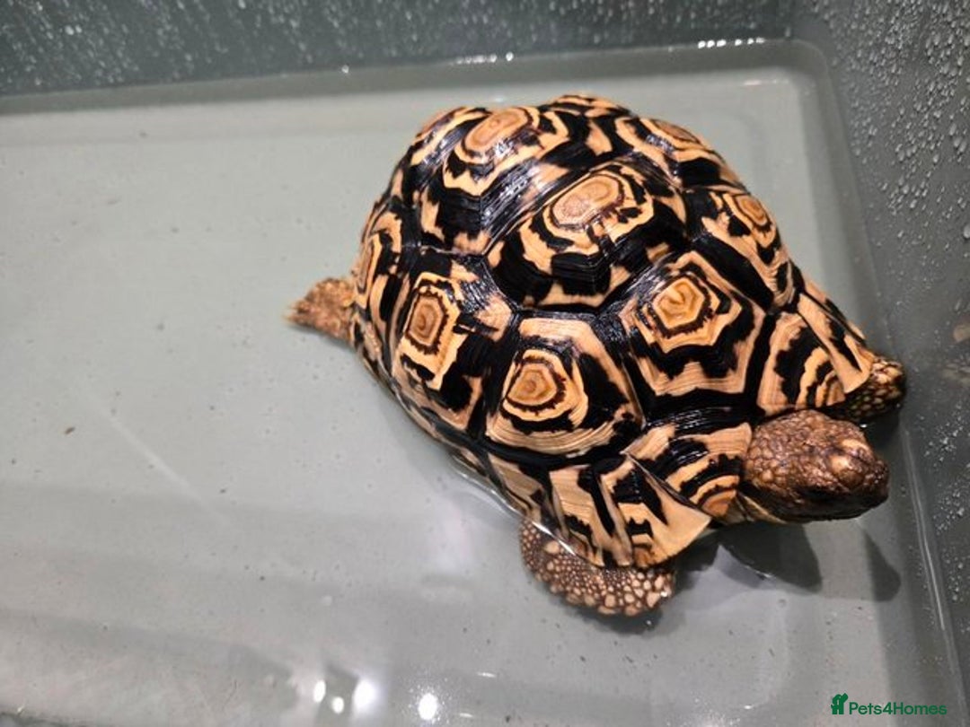 Tortoise reptiles for sale: Beautiful leopard tortoise for sale - Image 2