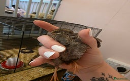Quail poultry for sale: Chinese Painted Quail - Image 2