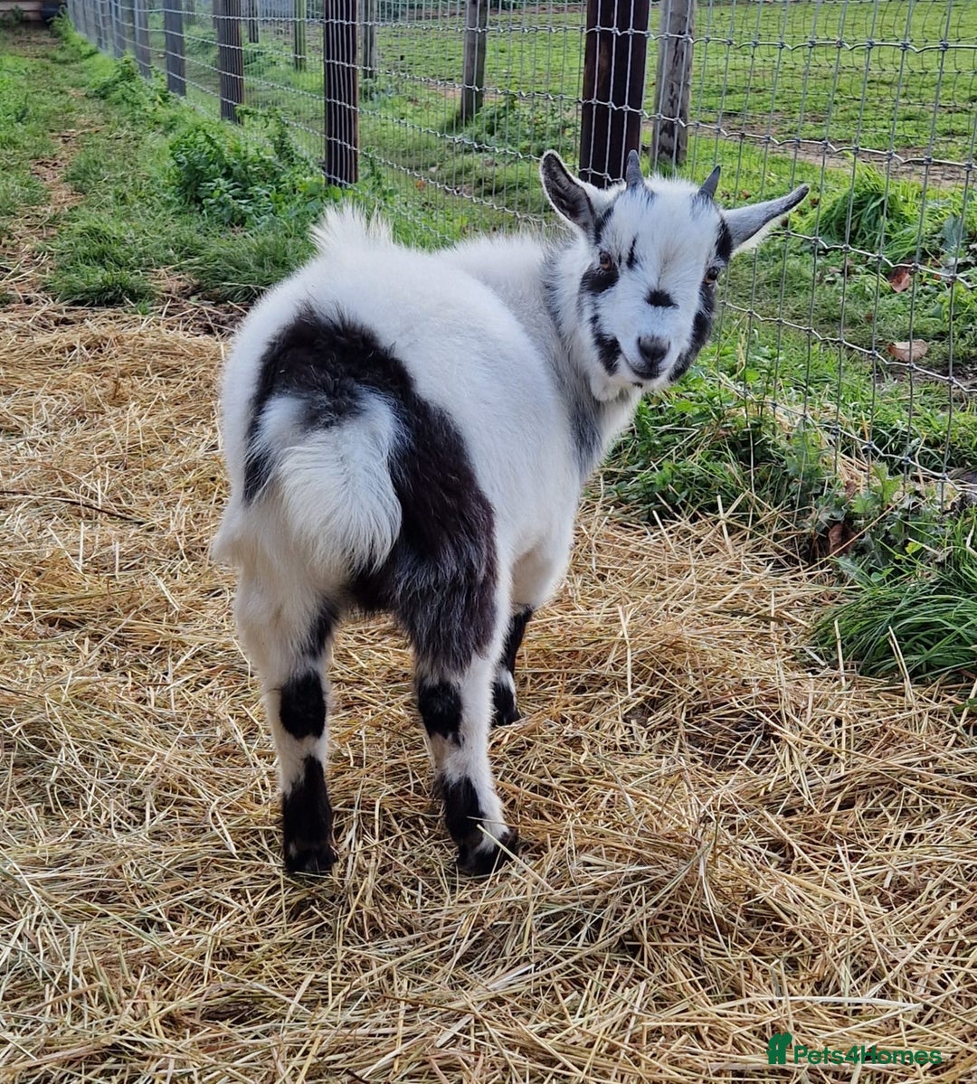 Goats livestock for sale: Pygmy Goats for Sale - Advert 3