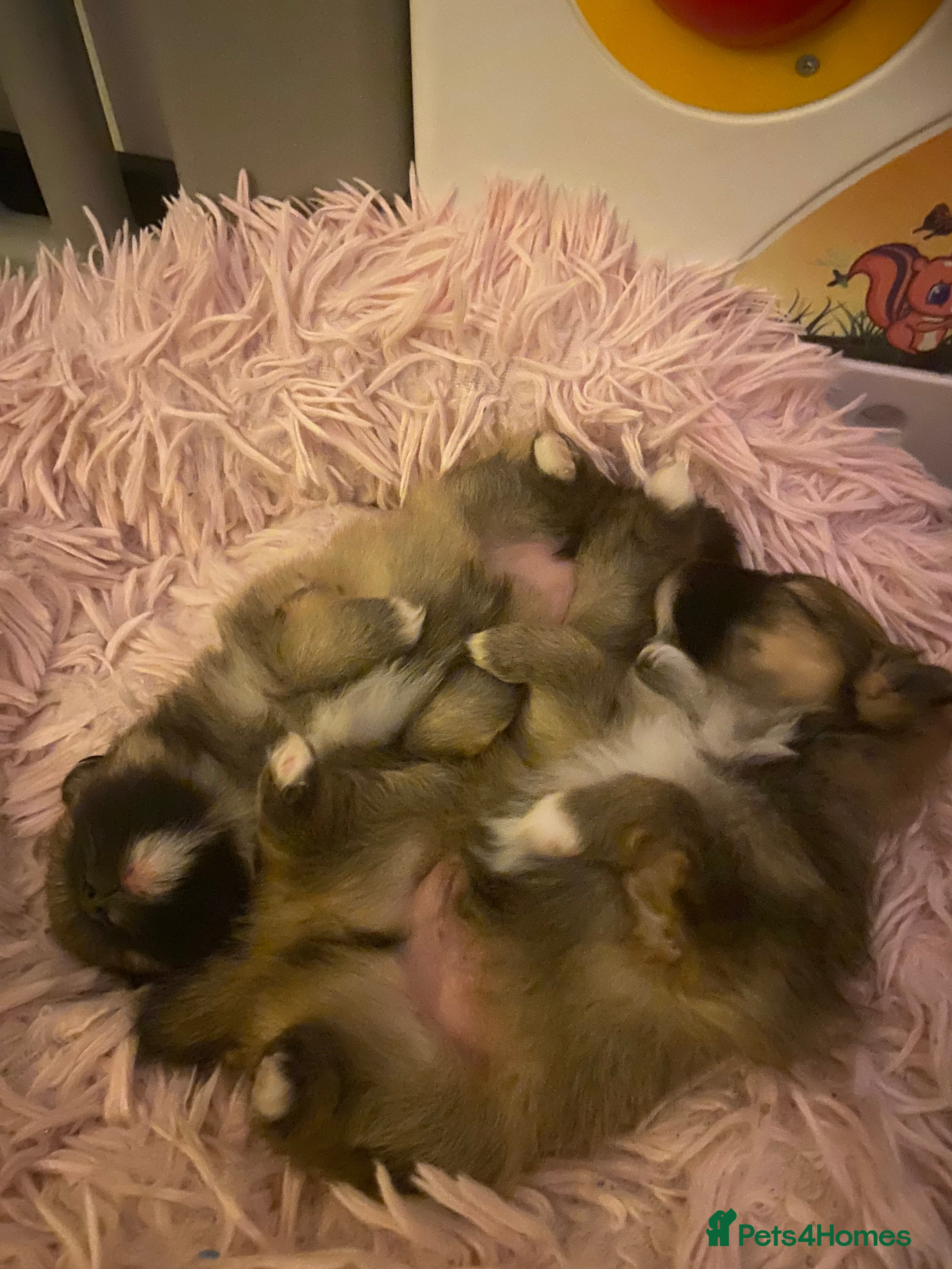 Pomeranian dogs Beautiful Pomeranian puppies  - Advert 1