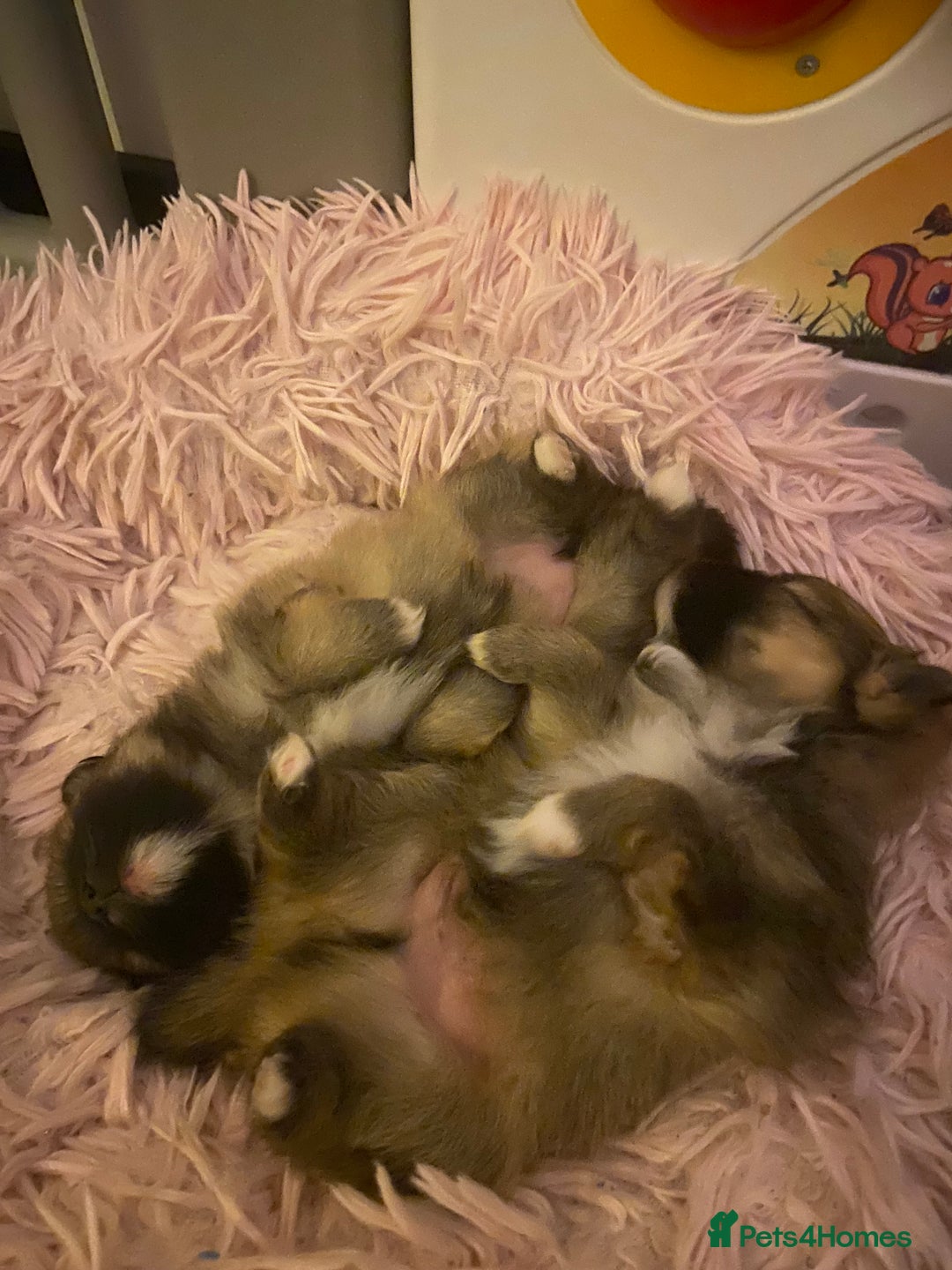 Pomeranian dogs for sale: Beautiful Pomeranian puppies  - Advert 1