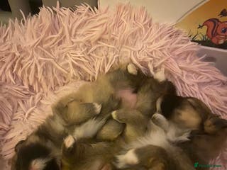 Pomeranian dogs Beautiful Pomeranian puppies - Advert 1