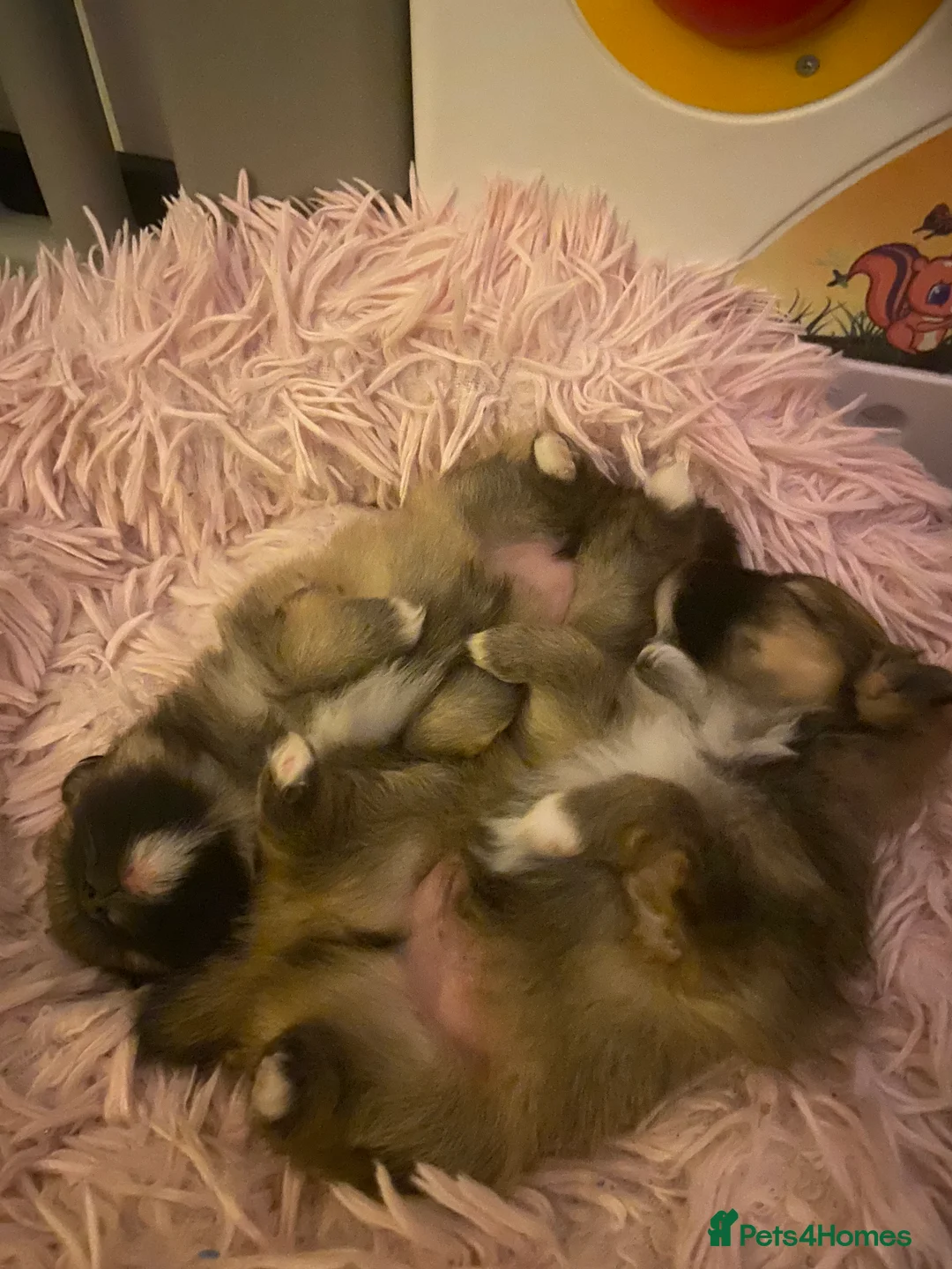 Pomeranian dogs for sale: Beautiful Pomeranian puppies  - Advert 1