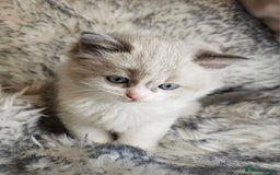 Ragdoll cats for sale: 4 Ragdoll Boys  - Image 12