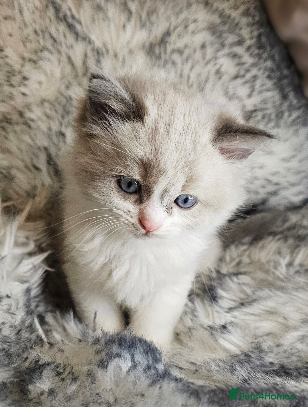 Ragdoll cats for sale: 4 Ragdoll Boys  - Image 12