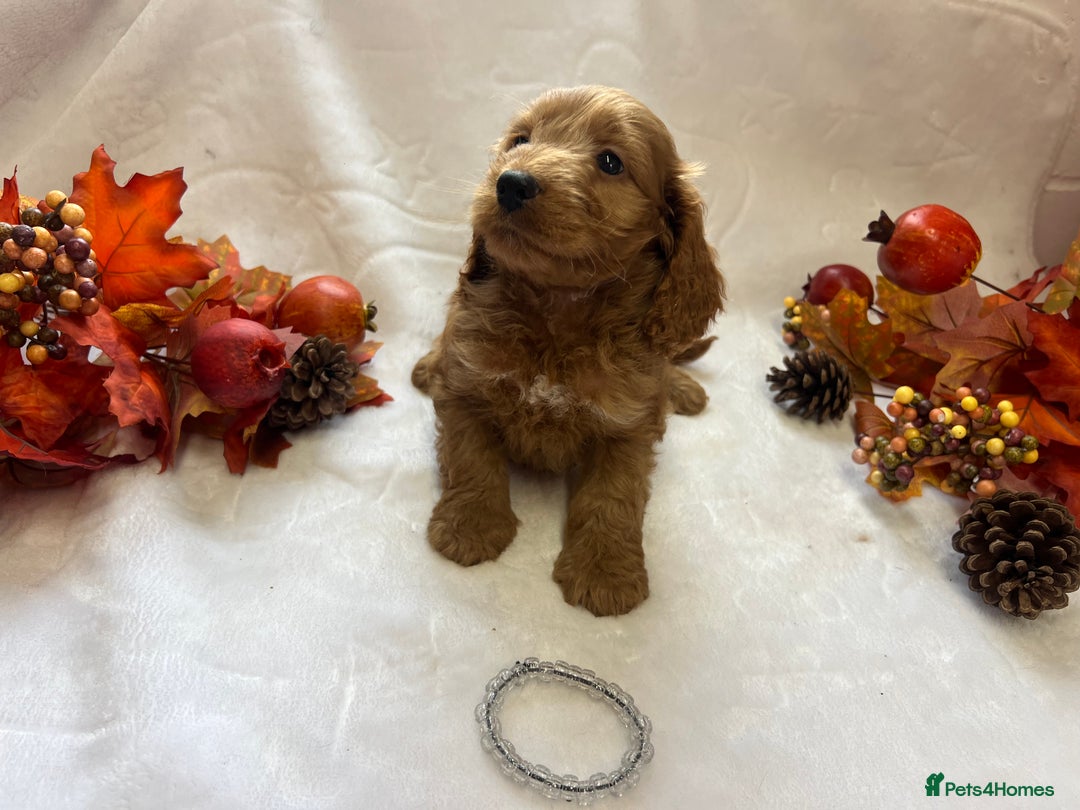 Cockapoo dogs for sale: F1 Cockapoos from health tested parents  - Image 12
