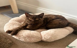 British Shorthair cats for sale: TICA Registered British Shorthair Kittens - Image 5