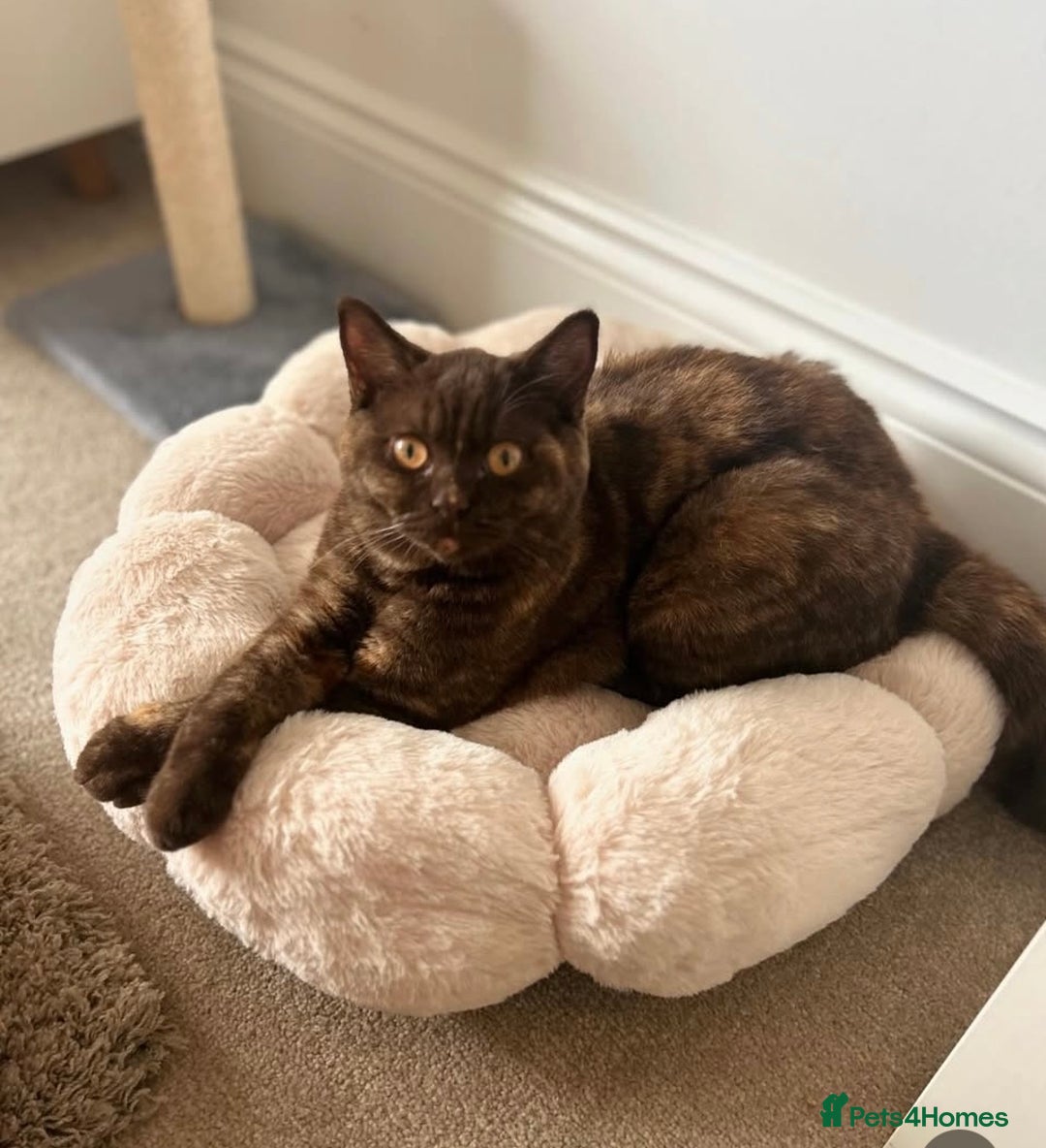 British Shorthair cats for sale: TICA Registered British Shorthair Kittens - Image 5