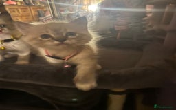 Ragdoll cats for sale: Full Ragdoll Kittens - Image 1